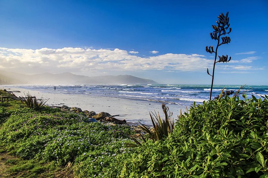 Flax and morning light over the bay, Ākitio surf spot, Wellington / Wairarapa, New Zealand.